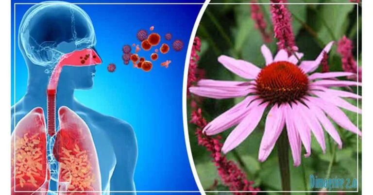 Echinacea