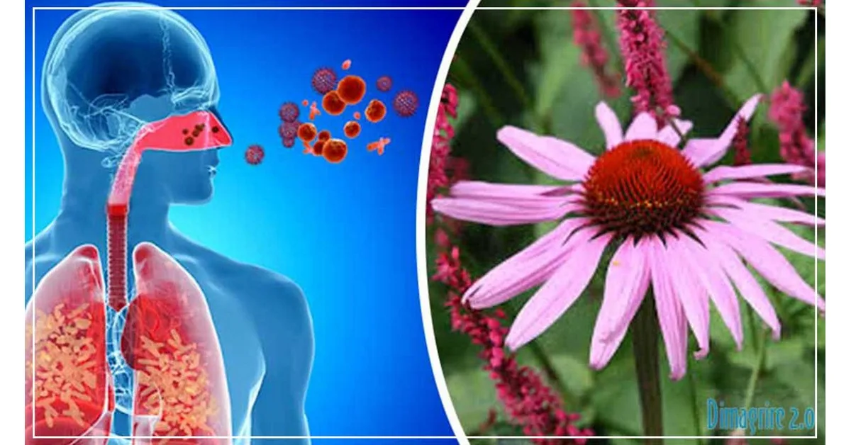 Echinacea: proprietà, usi e controindicazioni della pianta che aiuta il sistema immunitario dimagrire Echinacea
